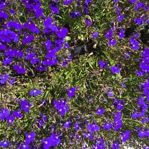 Meet your Posher, Carmen